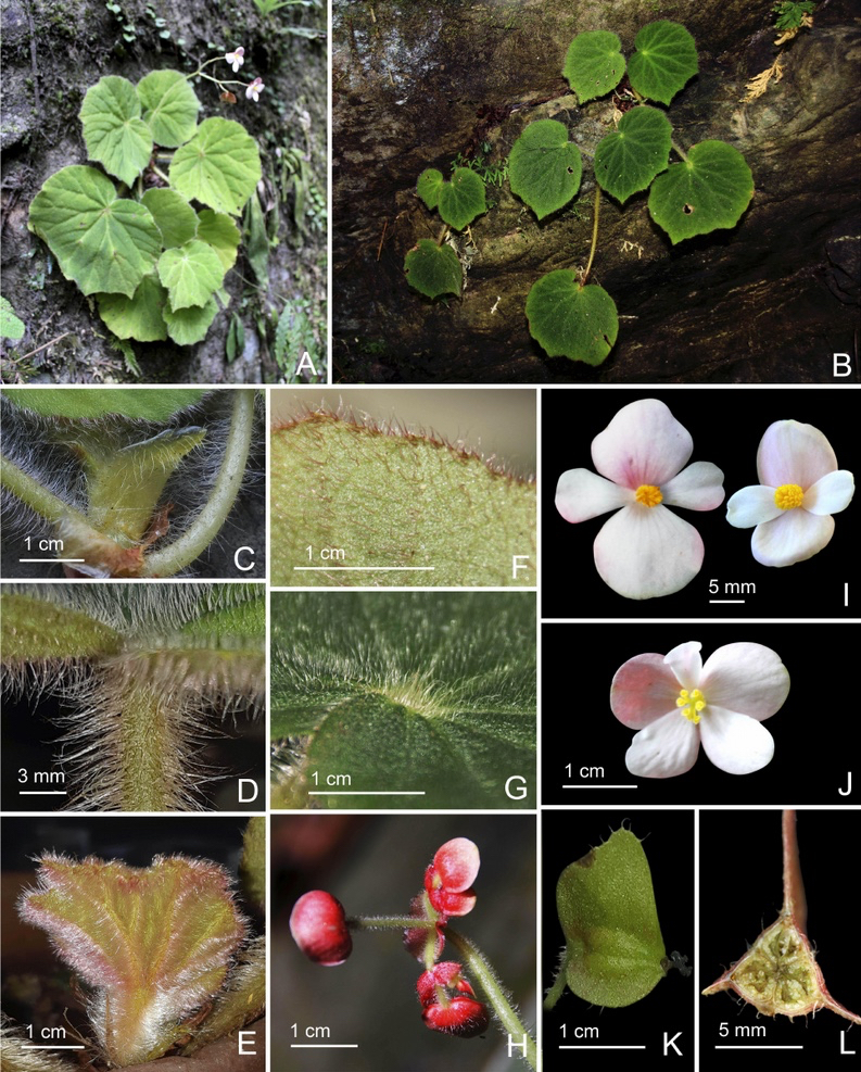B. palemlemensis